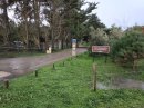 Forêt près de la plage